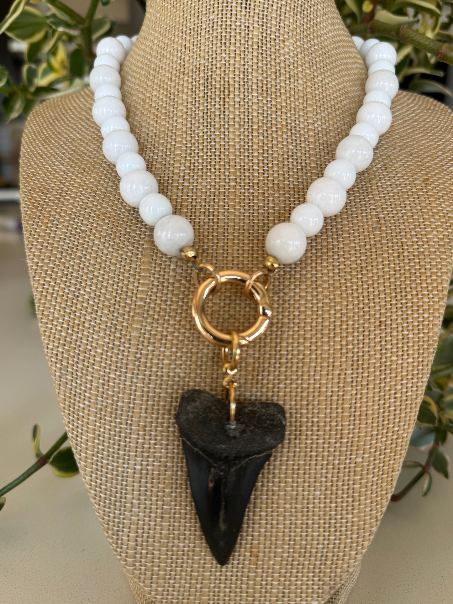Elegant White Shark Tooth Necklace ￼